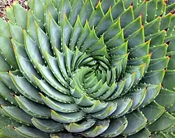 اسپیرال‌ها: فیلوتاکسی آلوئه مارپیچی، Aloe polyphylla