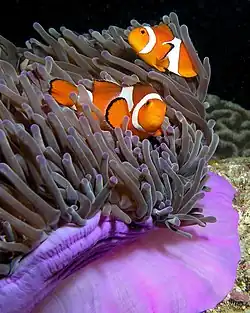 دلقک‌ماهی (Amphiprion ocellaris)