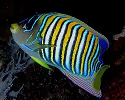 فرشته ماهی سلطنتی ، Pygoplites diacanthus
