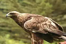Eagle