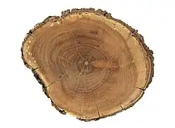 سطح مقطع چوب