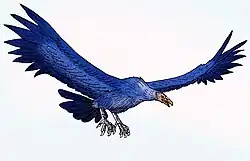 هیولامرغ Argentavis از میوسن پسین  در آمریکای جنوبی دارای طول بال گسسته‌ای برابر با ۷ متر بود.