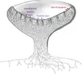 Diagram of an apothecium (the typical cup-like reproductive structure of Ascomycetes) showing sterile tissues as well as developing and mature asci.