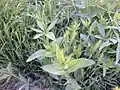 چسبک لا به‌لای گیاهان