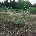 نوعی گون در مشهد