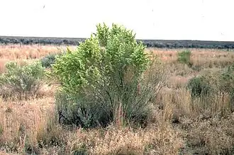 گیاه A.Canescens
