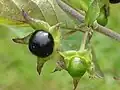 میوه