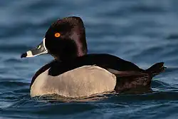 اردک طوقی Aythya collaris