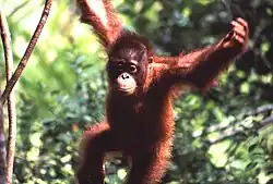 Photograph of an orangutan amid a forest.