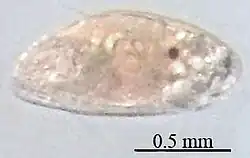 لارو سیپریس Amphibalanus improvisus