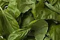 برگهای تازه ریحان