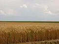دشتی در بین سن و لوار