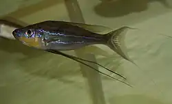 Benthochromini