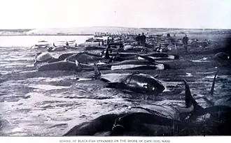 Photoof dozens of whales
