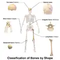 Classification of bones by shape.
