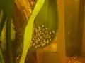 تخم رامیرزی نابارور
