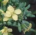 گلهای بروکلی