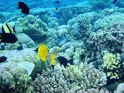 A coral reef, with several fishes lounging about.