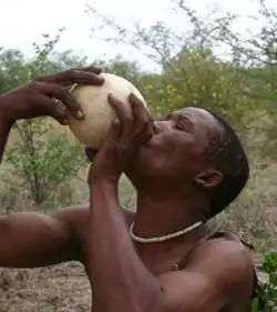 یک مرد San people در حال نوشیدن از تخم شترمرغ
