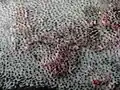کلسینوز کوتیس در سگ مبتلا به سندرم کوشینگ