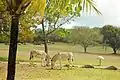 Wild donkeys at Caneel Bay