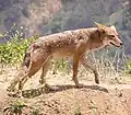 کایوت