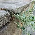 نمای نزدیک طوقه درون شکاف