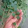 نمای نزدیک برگ