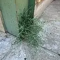 رویش کبر از کنج دیوار