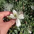 گل گیاه کبر یا علف مار