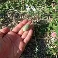 میوه نرسیده کبر