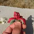 میوه رسیده