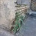 رویش کبر از درون دیوار