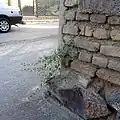 رویش کبر از درون دیوار