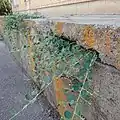 رویش کبر از درون شکاف ها