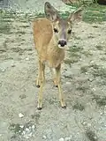 بچه شوکا