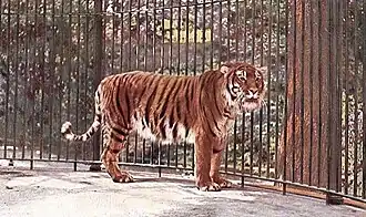 ببر ایرانی