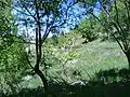 کبک ناحیه و در معرض خطر