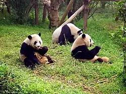 Three giant panda on grass.