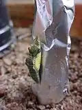 Pieris rapae آماده بیرون آمدن از پیله.