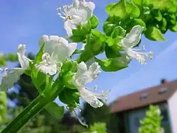 ریحان با گل