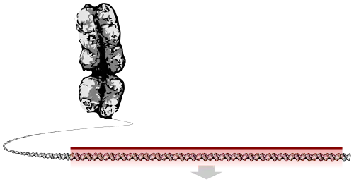 کروموزوم در حال باز شدن که یک نوار طولانی از DNA بوده و بخشی از آن به عنوان ژن برجسته شدهاست.