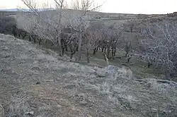 جنگلی چوره ناب، جنگل در زنجان، جنگل قدیمی،