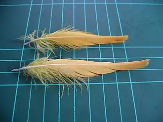 طوطی‌کاکل کاکل‌لیمویی