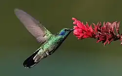 مرغ مگس از جمله پرندگانی هستند که دارای دو گوده مرکزی هستند