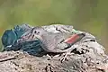 قمری زمینی معمولی (Columbina passerina) از کوچکترین گونه‌های این خانواده است.
