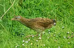Dumpy brown bird with grey face and red legs walking left through grass
