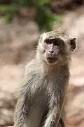 مکاک دم‌دراز