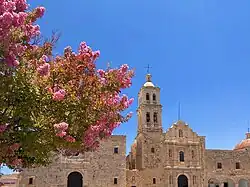 درختچه توری