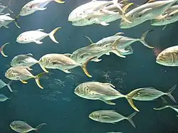 Crevalle jacks